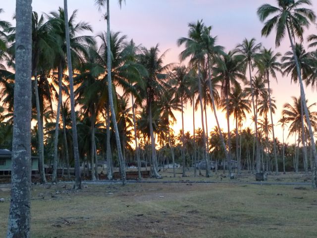 Sonnenuntergang im Palmenwald.